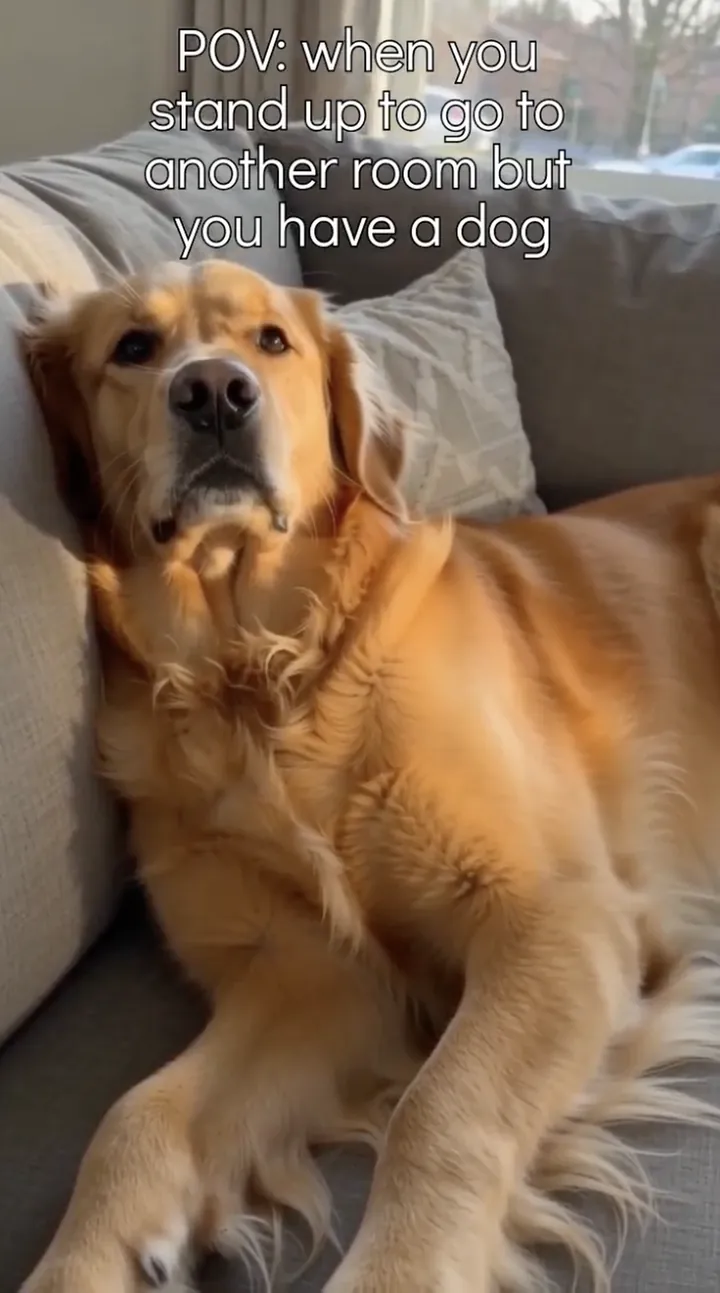 Pet Pantry short-form ad featuring a golden retriever